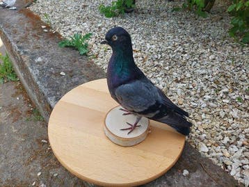 Huisduif Taxidermie volledige montage - Columba livia, Nieuw