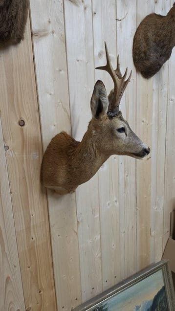 Chevreuil Support dépaule pour taxidermie - Capreolus, Collections