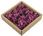 Daisy Possy op draad Naturel Purple doos 50 stuks, Nieuw