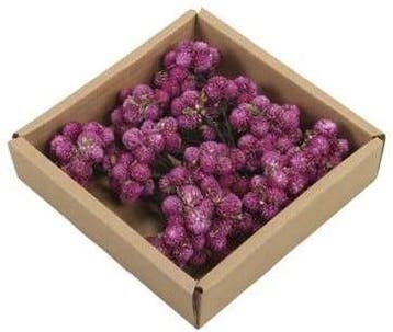Daisy Possy op draad Naturel Purple doos 50 stuks, Nieuw