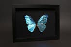Papillon Support de corps entier pour taxidermie - Morpho, Collections