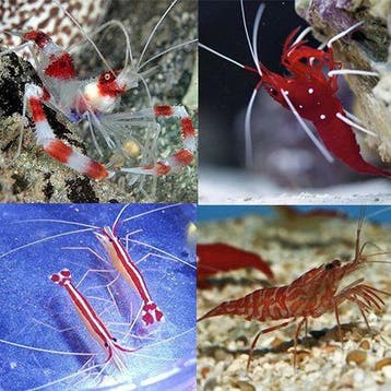 Garnalen pack (4 garnalen), Dieren en Toebehoren