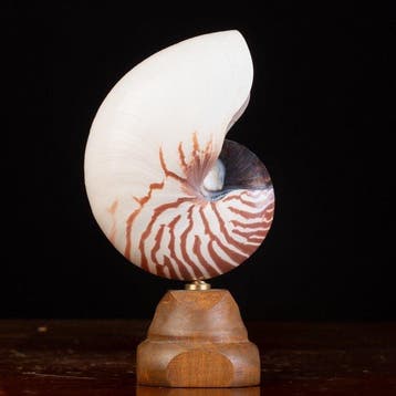 Meester van de Wunderkammer - Zeeschelp - Nautilus Pompilius, Antiek en Kunst