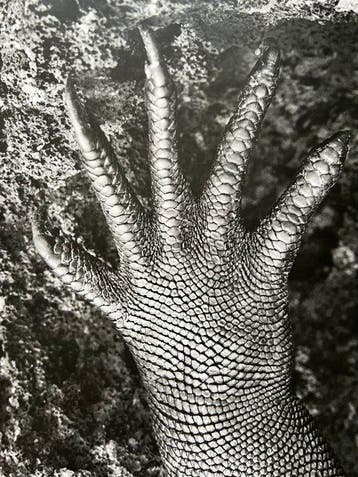 Sebastião Salgado (1944–2025) - Genesis - Iguane marin,, Antiek en Kunst