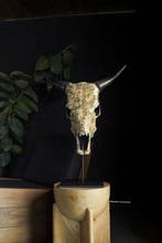 PAS DE PRIX DE RÉSERVE - Magnifique crâne de vache avec, Antiquités & Art