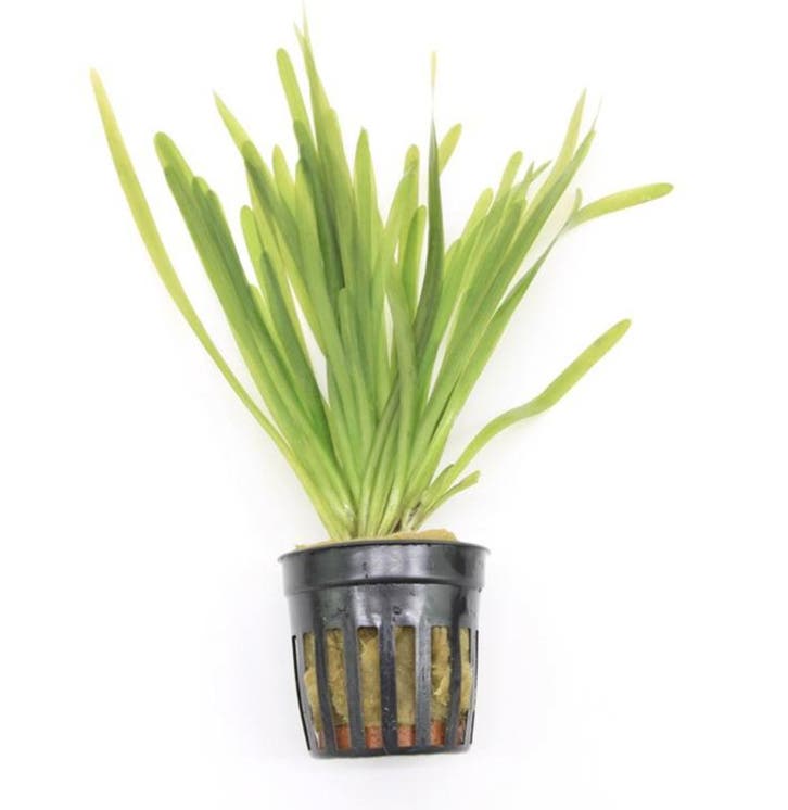 Vallisneria Spiralis (Aquariumplanten, Aquarium producten), Animaux & Accessoires, Poissons | Aquariums & Accessoires, Envoi