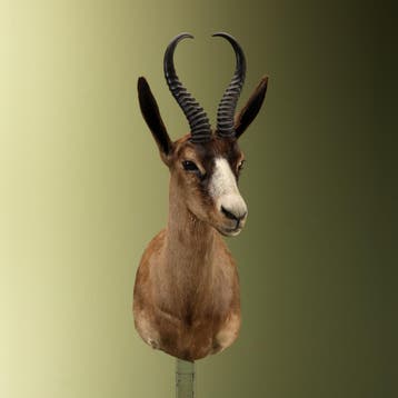 Springbok Taxidermie Opgezette Dieren By Max, Ophalen of Verzenden, Nieuw, Wild dier, Opgezet dier