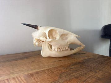 cephalophe Schedel van een zoogdier - Cephalophus nigrifon -, Antiek en Kunst