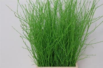 Berkentakken Birch Groen ca. 60 cm 10 stuks, Nieuw