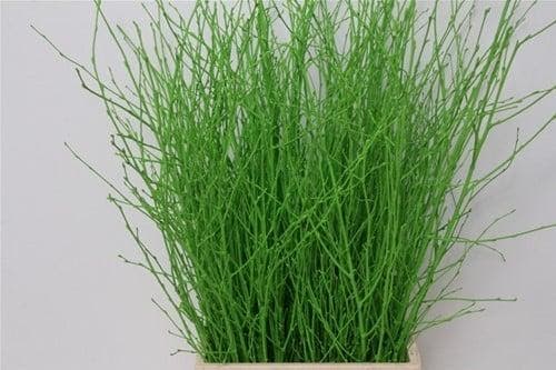 Berkentakken Birch Groen ca. 60 cm 10 stuks, Hobby en Vrije tijd, Knutselen, Nieuw