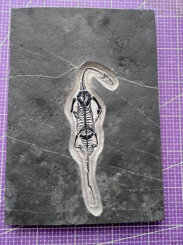 Reptile fossile: Keichousaurus -témoignage rare du Trias -