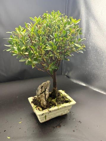Japanese holly bonsai (Ilex crenata) - Hoogte (boom): 30 cm
