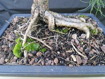 Den bonsai (Pinus) - Hoogte (boom): 35 cm - Diepte (boom):
