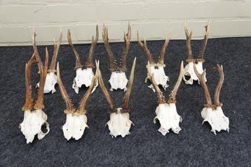 Roebuck Schedel - Capreolus capreolus - 0 cm - 0 cm - 0 cm-, Verzamelen, Nieuw