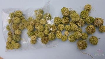 Liquidambar Groen Wash 150 gram, Nieuw