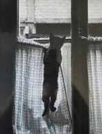 Willy Ronis (1910–2009) - Deux tirages rares : les chats par