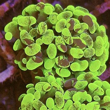 Euphyllia Paraancora Ultra Neon Groen (3 koppen)