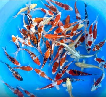 Sakazume 13-15cm (Japanse Koi), Tuin en Terras, Ophalen of Verzenden, Nieuw