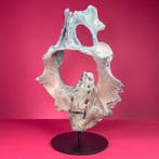 Nijlpaard - Fossiel bot - Hippopotamus lemerlei - 45 cm - 34, Verzamelen