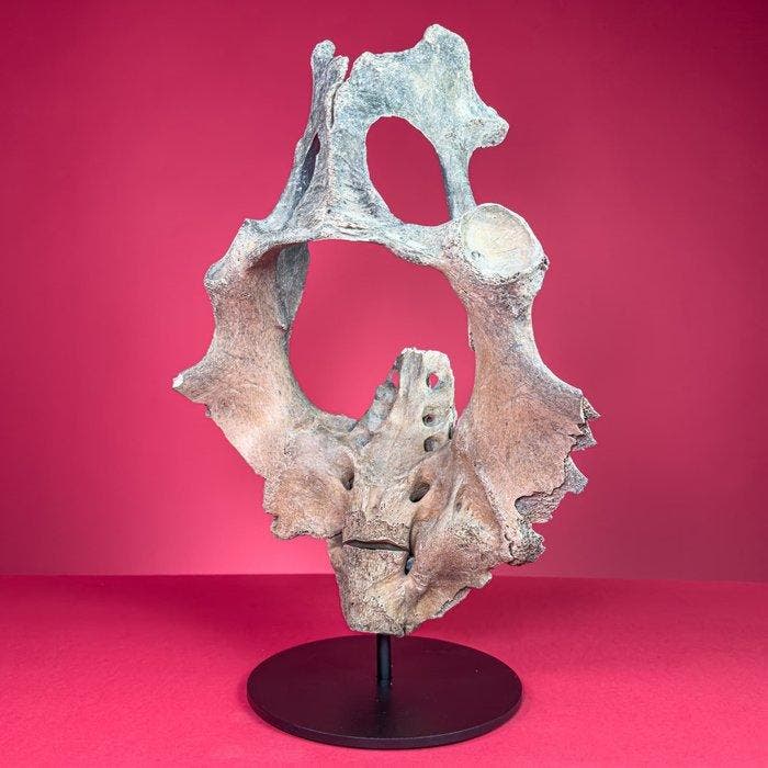 Nijlpaard - Fossiel bot - Hippopotamus lemerlei - 45 cm - 34, Verzamelen, Mineralen en Fossielen