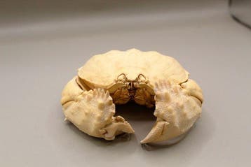 Grote kistkreeft – Calappa calappa Taxidermie volledige