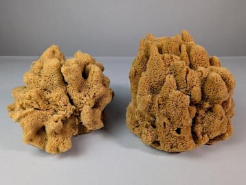 Paar natuurlijke zeesponsen Taxidermie volledige montage -, Nieuw