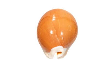 Golden Cowrie [ PIÈCE DE COLLECTION ] Support mural pour