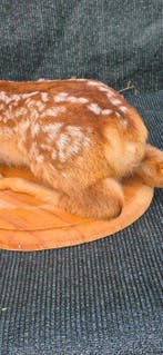 Faon de Cerf Support mural pour taxidermie - Cervus elaphus