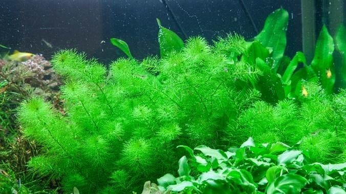 Myriophyllum Guyana  - Pot, Dieren en Toebehoren, Vissen | Aquaria en Toebehoren, Nieuw, Verzenden