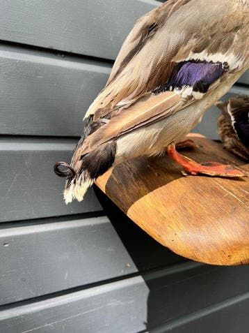Wilde Eend Taxidermie volledige montage - Anas, Nieuw
