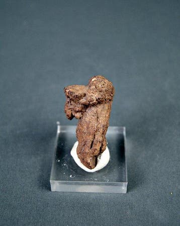fossiele uitwerpselen - Gefossiliseerd dier - Coprolite, Verzamelen