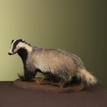 Das Taxidermie Opgezette Dieren By Max, Verzamelen, Dierenverzamelingen, Ophalen of Verzenden, Nieuw, Wild dier, Opgezet dier