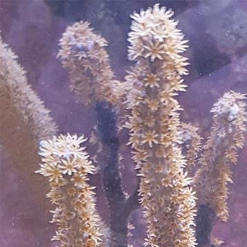 Eunicae Gorgonian M (Ong. 5-7 cm), Dieren en Toebehoren