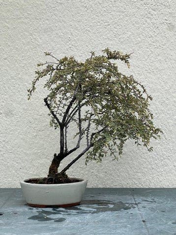 Bonsai Cotoneaster - Hoogte (boom): 42 cm - Diepte (boom):
