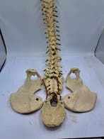 Anatomisch model - Latex, Kunststof - 1960-1970 -