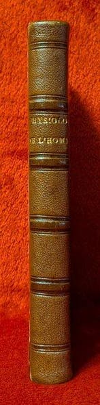 Achille Comte - Structure et physiologie de lhomme [3D