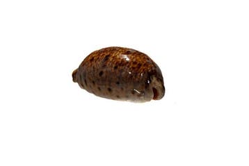 Lyncina (Cypraea) lynx - Lynx-schelp - Uitzonderlijk GEM