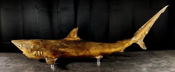 Magnifique taxidermie de requin. Support de corps entier