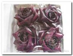 Waxrose Purple doosje 10 cm 4 stuks, Hobby en Vrije tijd, Knutselen, Nieuw