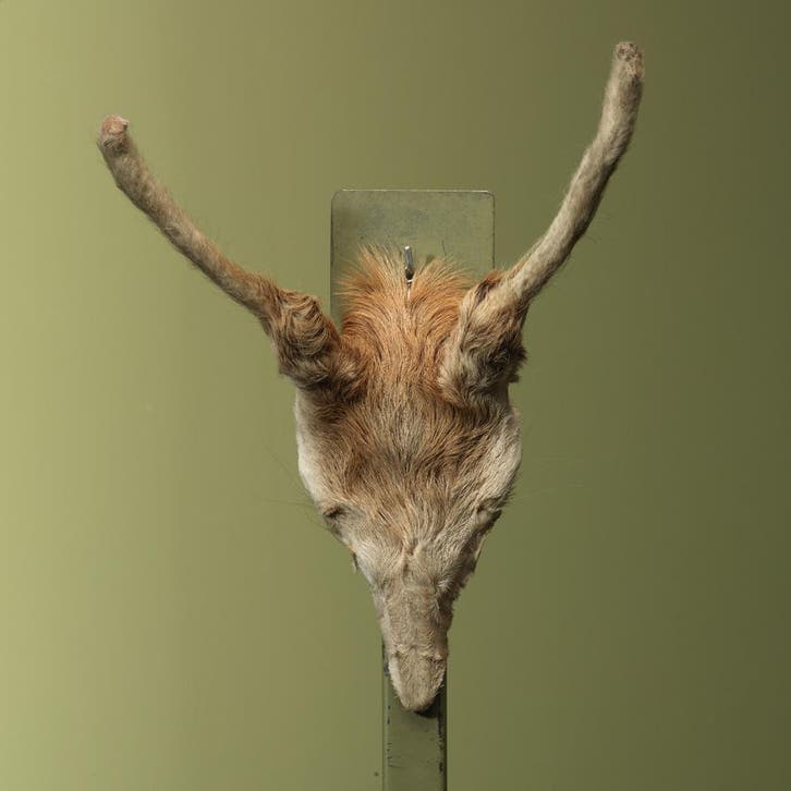 Edelhert Gewei Taxidermie Opgezette Dieren By Max, Collections, Collections Animaux, Enlèvement ou Envoi
