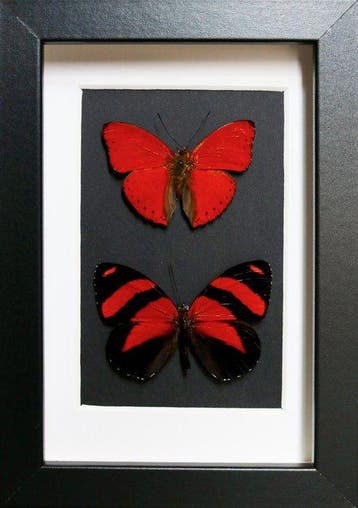 Vlinder Taxidermie volledige montage - Cymothoe sangaris x, Antiquités & Art