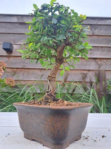 Chinese iep bonsai (Ulmus parviflora) - Hoogte (boom): 21 cm