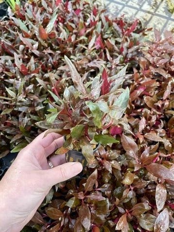Alternanthera Cardinals (Aquariumplanten), Verzenden, Nieuw, Plant(en), Steen of Hout