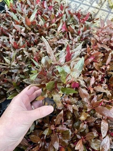 Alternanthera Cardinals (Aquariumplanten), Animaux & Accessoires, Poissons | Aquariums & Accessoires, Envoi