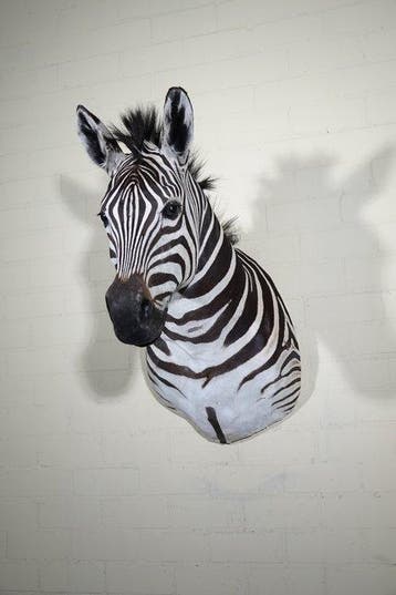 Zebra Head Taxidermie wandmontage - Equus quagga----- NO, Nieuw