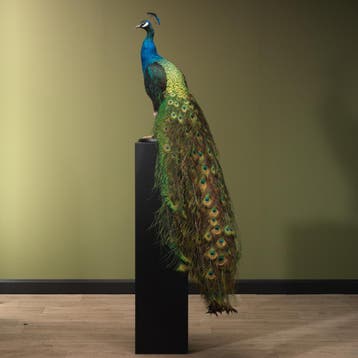 Blauwe Pauw Taxidermie Opgezette Dieren By Max, Ophalen of Verzenden, Nieuw, Vogel, Opgezet dier