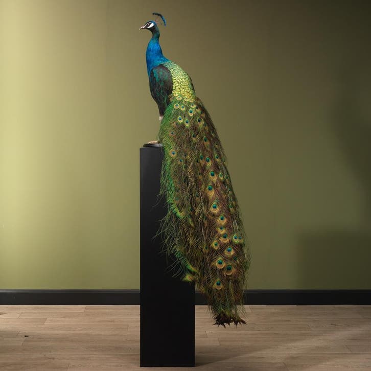 Blauwe Pauw Taxidermie Opgezette Dieren By Max, Collections, Collections Animaux, Enlèvement ou Envoi