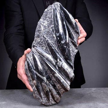 Fossiele specimenen - Perfecte omstandigheden - Orthoceras