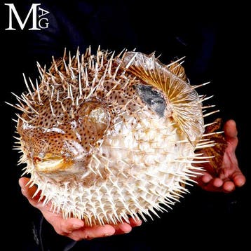 Magie van de Renaissance - Wunderkammern - Taxidermie