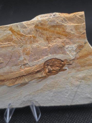 Planche de poissons fossiles Lycoptera – Plusieurs spécimens